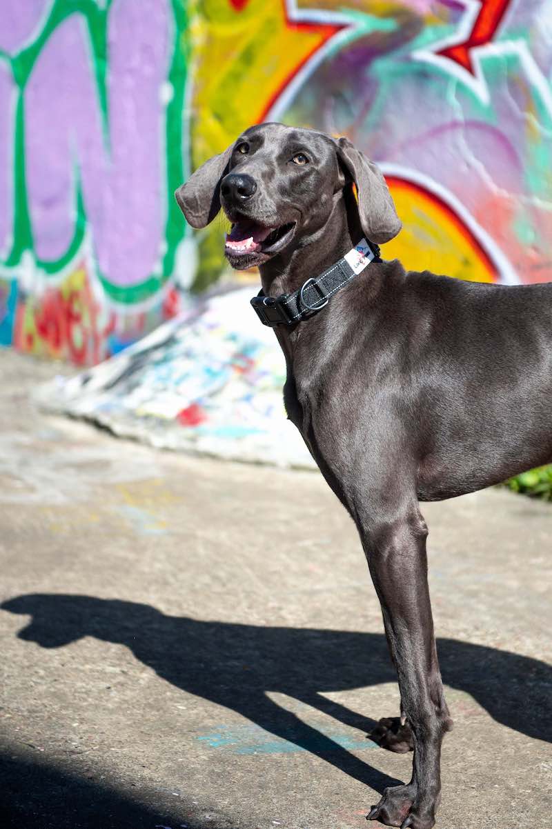 .Zgarda Long Paws Urban Trek Negru