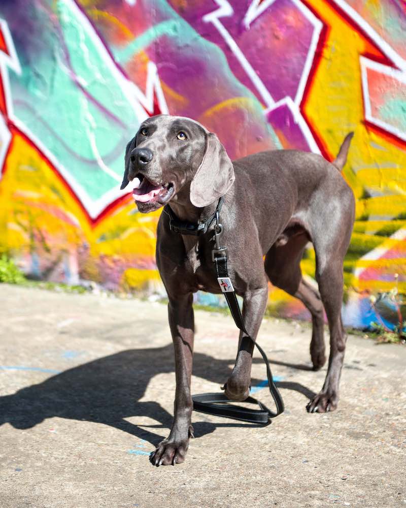 .Lesa Long Paws Urban Trek- Negru