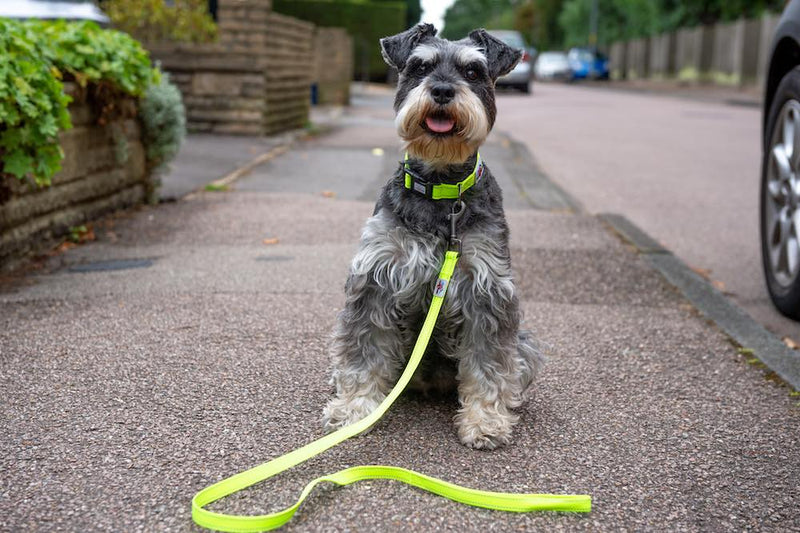 .Zgarda Long Paws Urban Trek Galben Neon