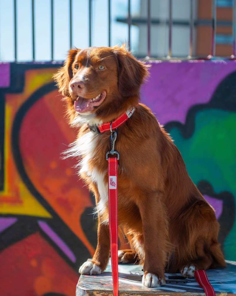 Lesa Long Paws Urban Trek- Rosu pentru caini