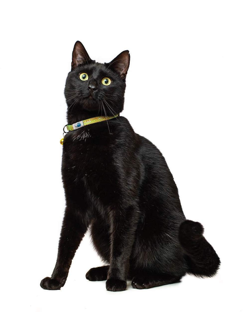 Zgarda Pisici Long Paws Reflectorizanta- Verde muschi
