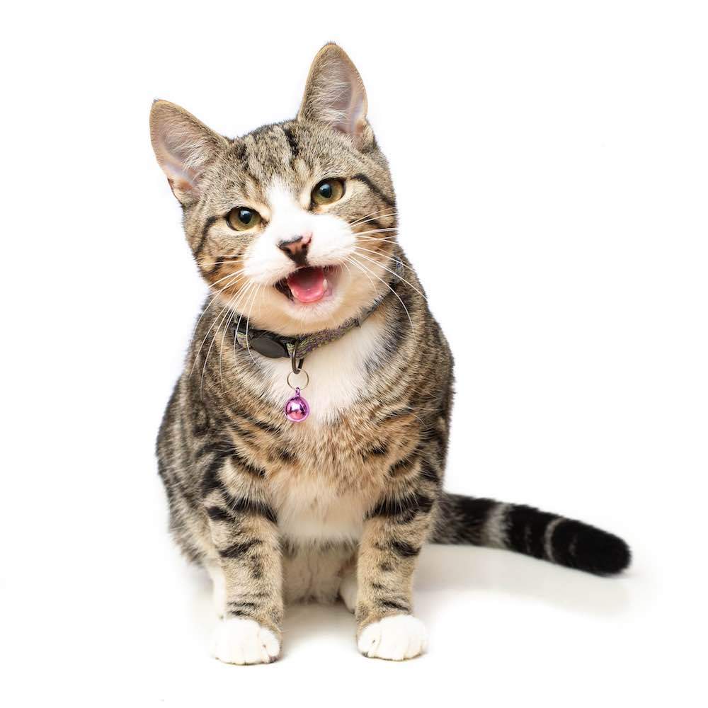 Zgarda Pisici Long Paws Reflectorizanta- Verde lime/portocaliu