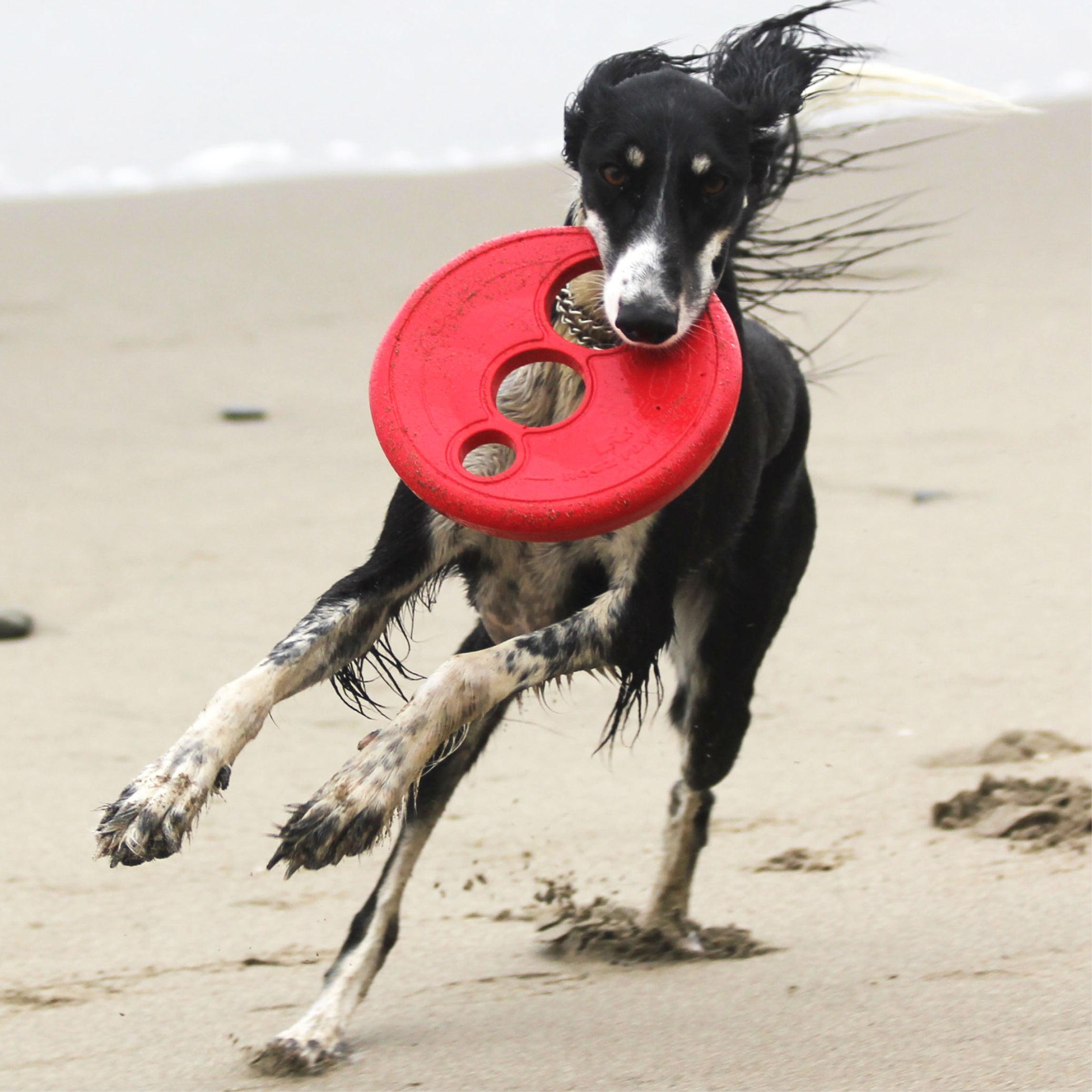 Rogz Frisbee RFO (rogz flying object)L- 23 CM