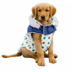 Doogy Haina Lovely maro cu buline pentru caini