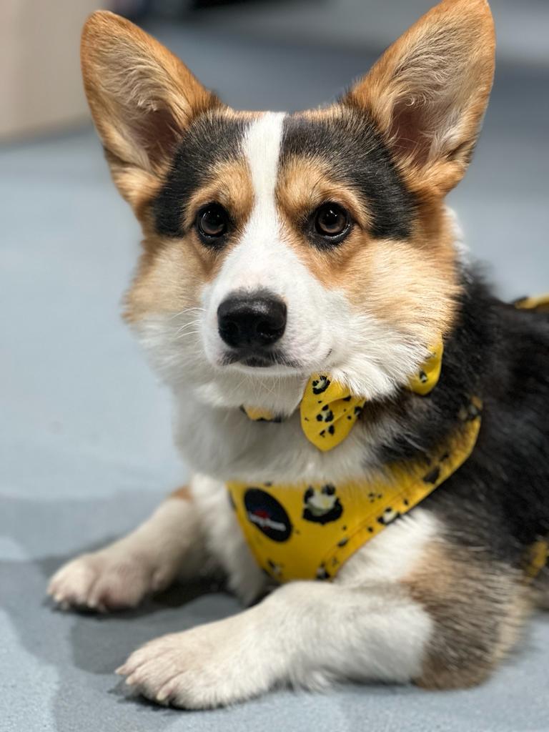 Ham Long Paws FTD Mustard Panda