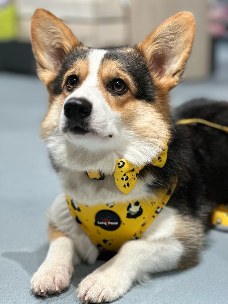 Ham Long Paws FTD Mustard Panda