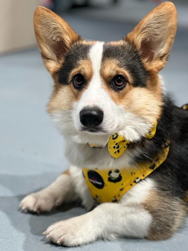 Ham Long Paws FTD Mustard Panda