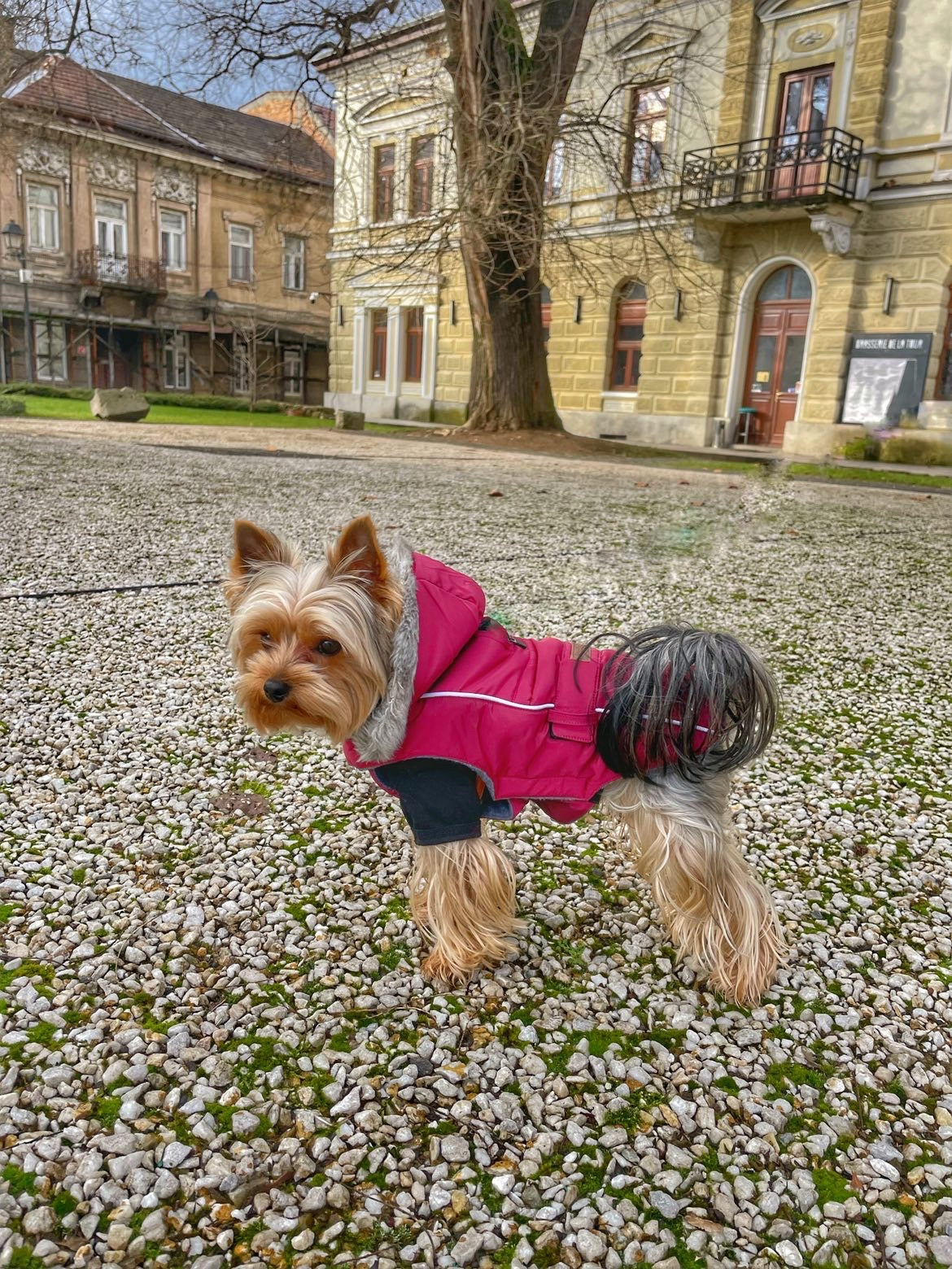 Doogy Haina Softy Visinie cu gluga pentru caini