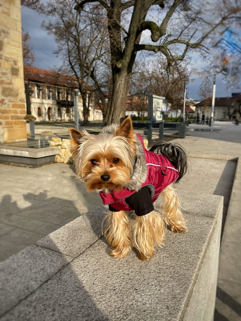 Doogy Haina Softy Visinie cu gluga pentru caini