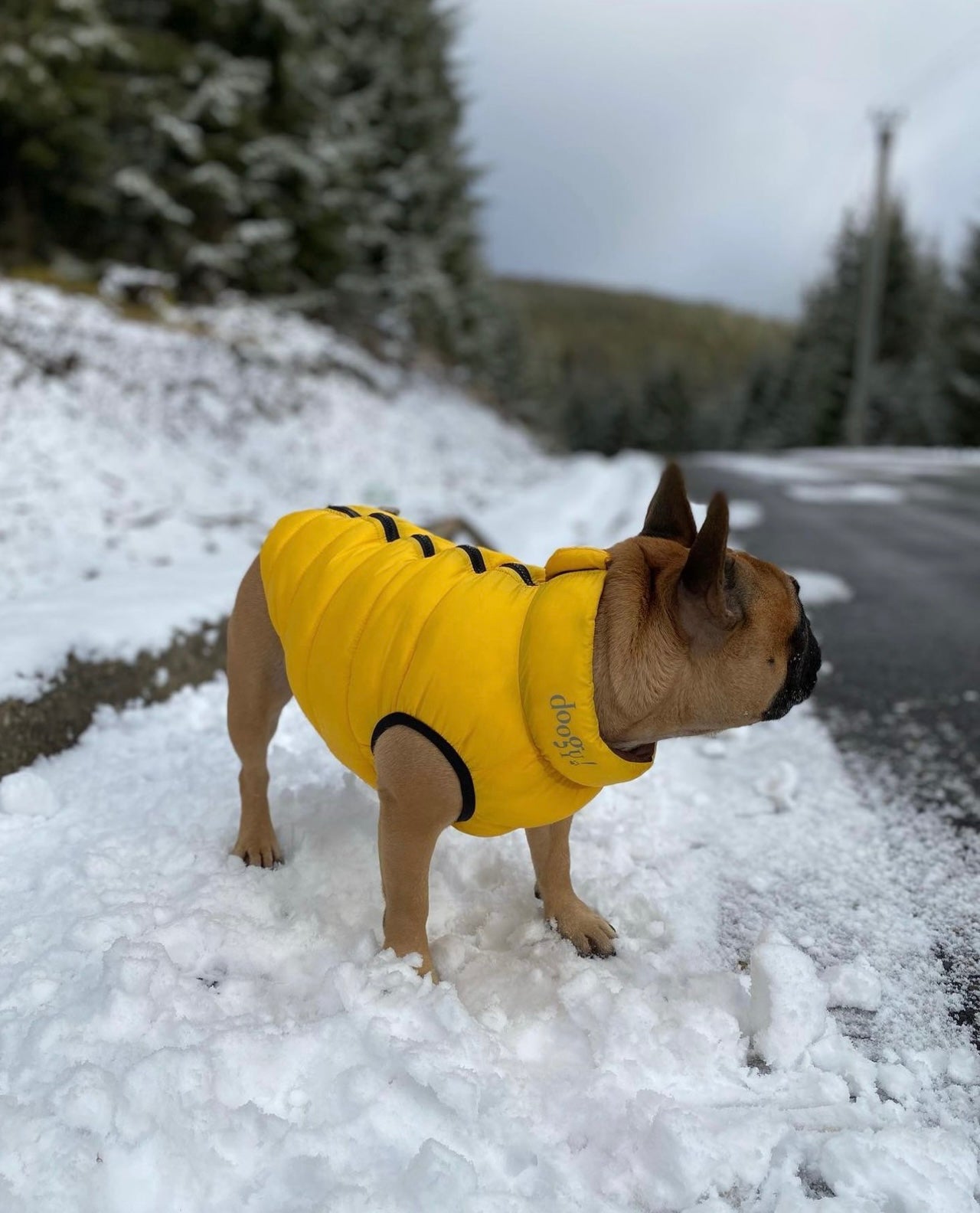 Doogy Haina Reversibila Lighty Galben/Maro pentru caini