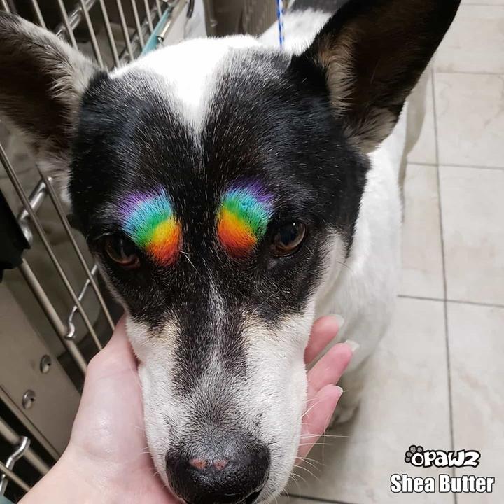 Opawz Carioci cu glitter pentru Vopsit set 12 culori