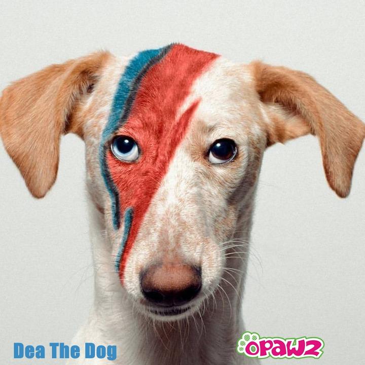 Opawz Carioci cu glitter pentru Vopsit set 12 culori