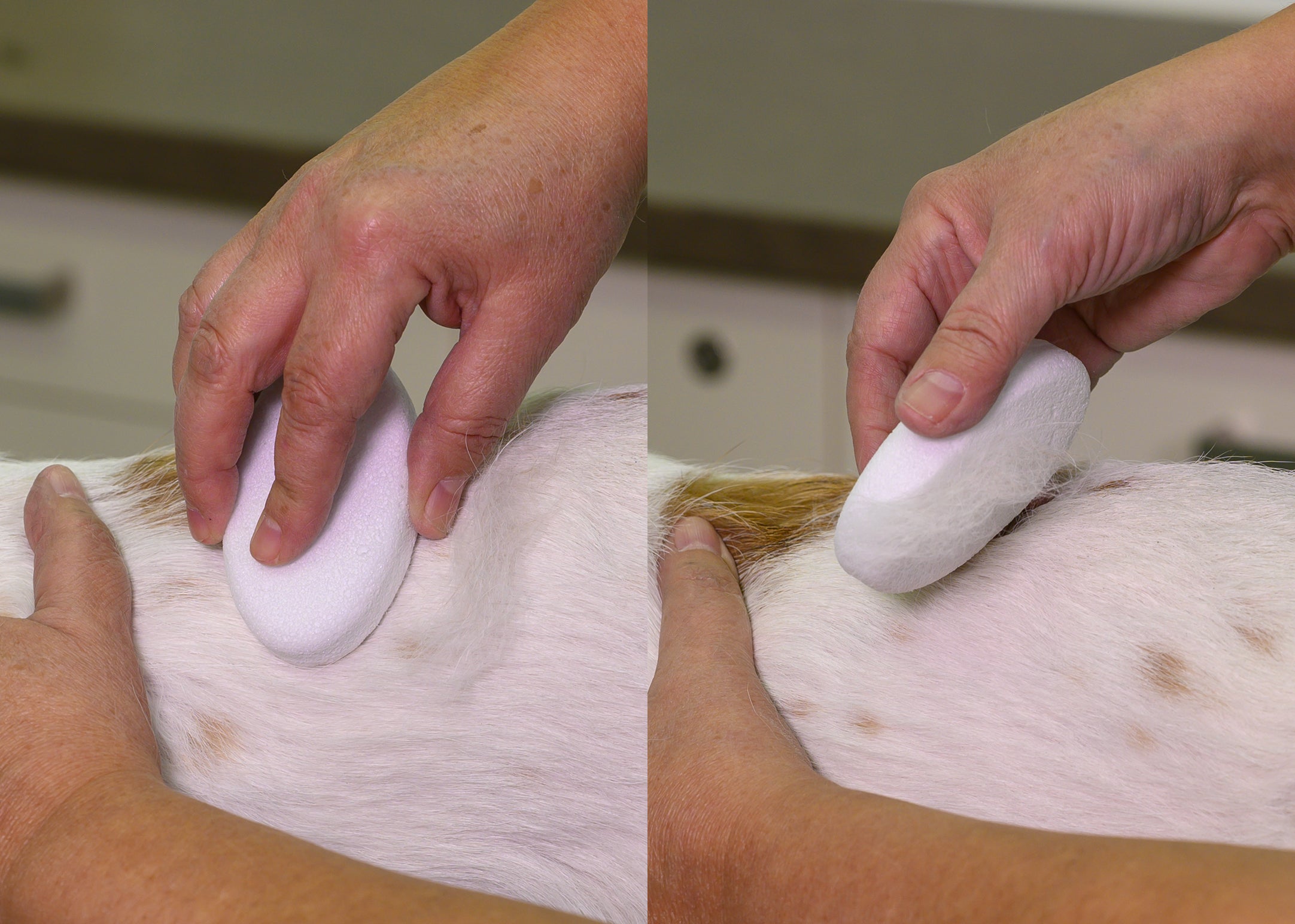 Show Tech Piatra Grooming Rotunda