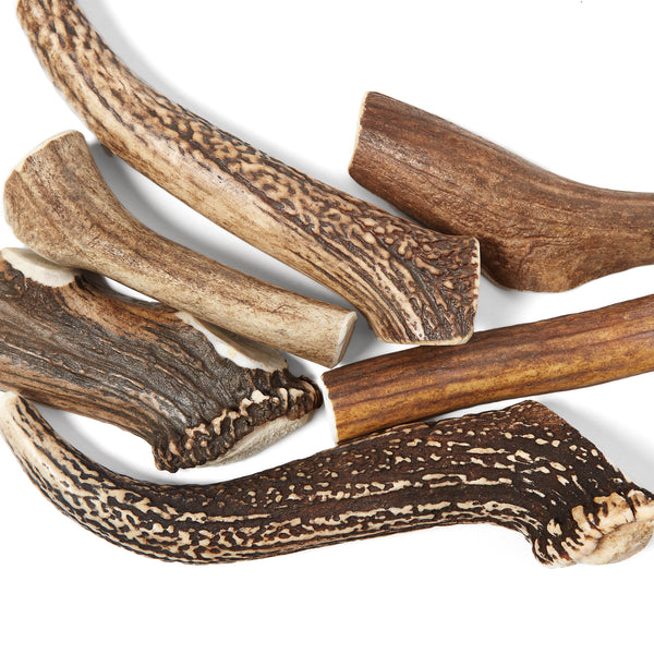 Corn de cerb rosu- recompensa naturala pentru ros DUR R-Line(1 bucata)