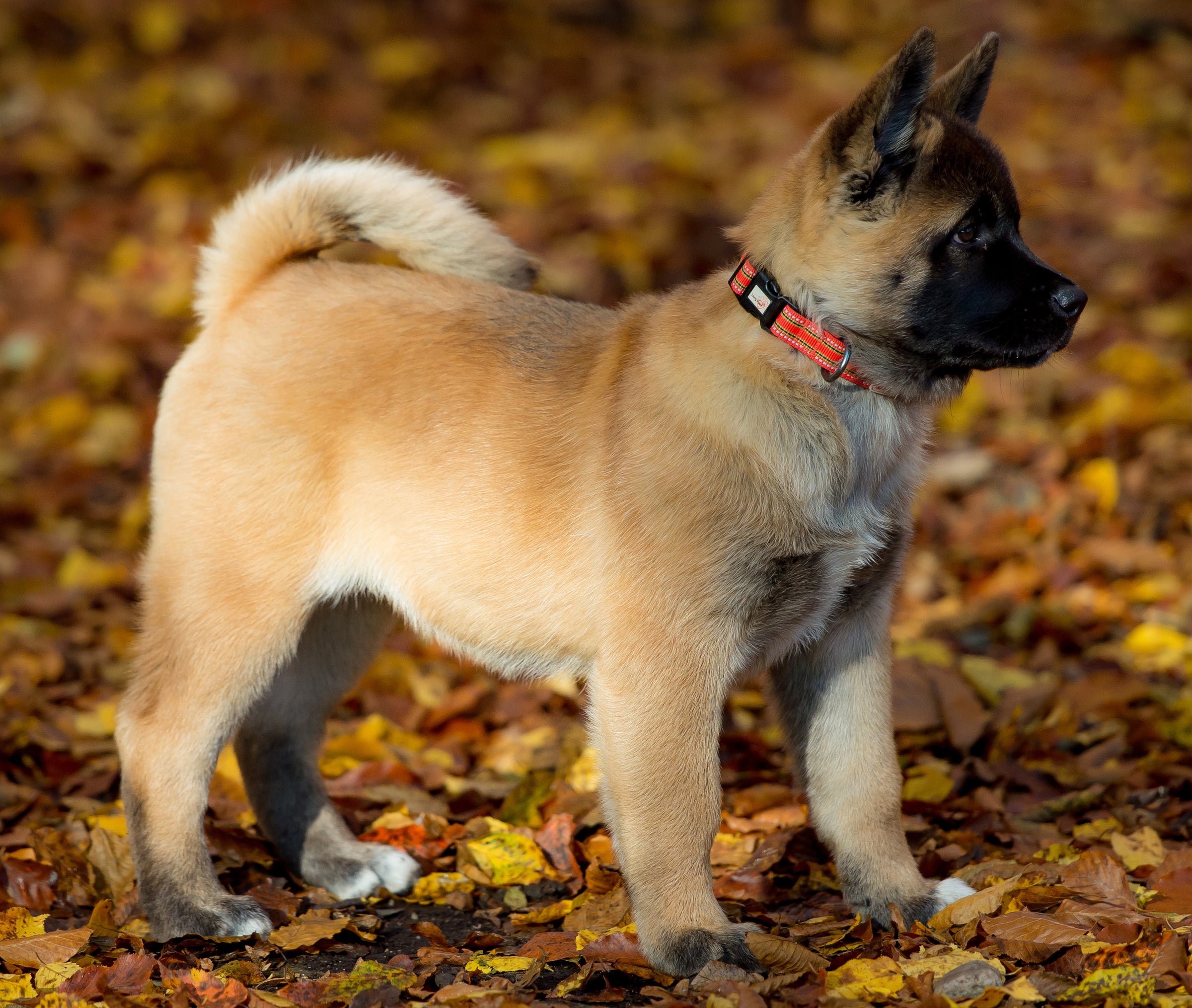 .Zgarda Long Paws Comfort Collection Rosu