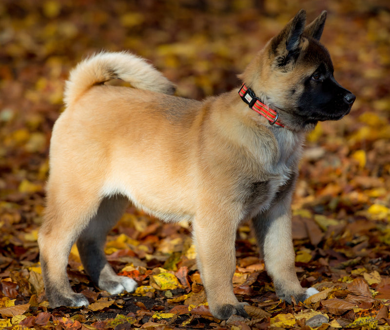 .Zgarda Long Paws Comfort Collection Rosu